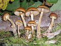 Galerina marginata-amf814
